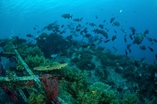 였 어의 그룹 Kyphosus cinerascens 수영 길 리, 롬복, 누 사 Tenggara 바라 트, 인도네시아 수 중 사진에 산호초 위에서 물고기 — 스톡 사진