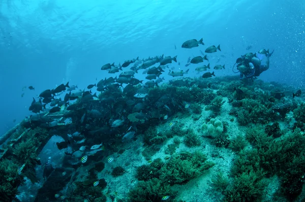 Diver and Group chubs fishes Kyphosus cinerascens swim above coral reefs in Gili, Lombok,Nusa Tenggara Barat,Indonesia underwwater photo — Stock Photo, Image