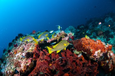 Oriental sweetlips, ribbon sweetlips are swimming in Gili, Lombok, Nusa Tenggara Barat, Indonesia underwater photo clipart