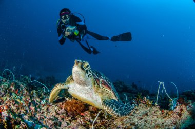 Dalgıç ve yeşil deniz kaplumbağası Gili Lombok Nusa Tenggara Barat sualtı fotoğraf