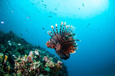 Mercan resifleri Gili, Lombok, Nusa Tenggara Barat, Endonezya sualtı fotoğraf yukarıda ortak Lionfish Yüzme