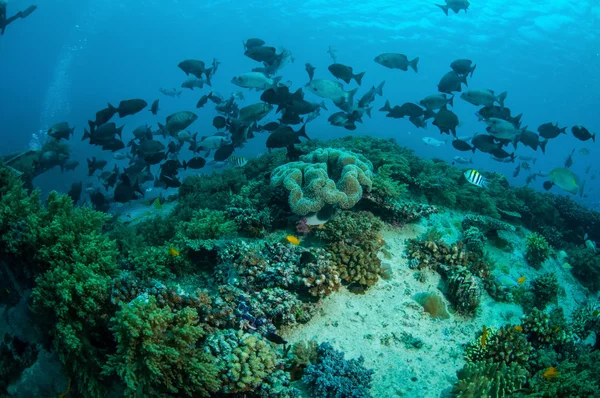 Skupina Tlouštíci ryby Kyphosus cinerascens plavat nad korálové útesy v Gili, Lombok, Nusa Tenggara Barat, podvodní foto Indonésie — Stock fotografie