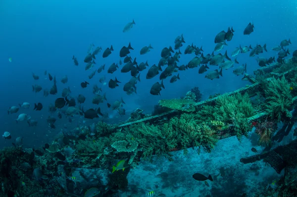 Ομάδα chubs ψάρια κολύμπι σε Gili, Lombok, Nusa Tenggara Μπαράτ, Ινδονησία υποβρύχια φωτογραφία — Φωτογραφία Αρχείου