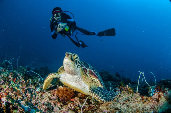 ギリ ロンボク島ヌサ ・ トゥンガラ州バラット水中写真でダイバーと緑の海カメ — ストック写真