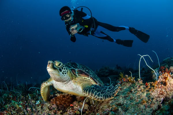 Diver and green sea Turtle in Gili Lombok Nusa Tenggara Barat underwater photo — Stock Photo, Image