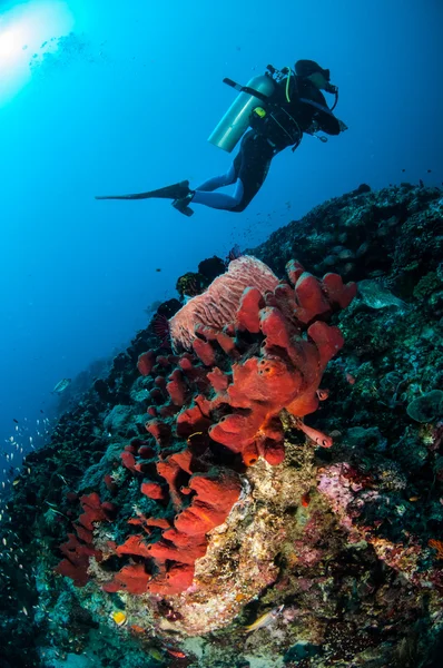 潜水员、 海绵和各种珊瑚鱼在吉利，龙目岛，努沙登加拉巴拉，印度尼西亚水下照片 — 图库照片