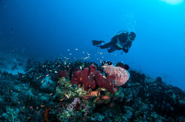 Mergulhador, esponjas e vários peixes de coral em Gili, Lombok, Nusa Tenggara Barat, Indonésia foto subaquática — Fotografia de Stock