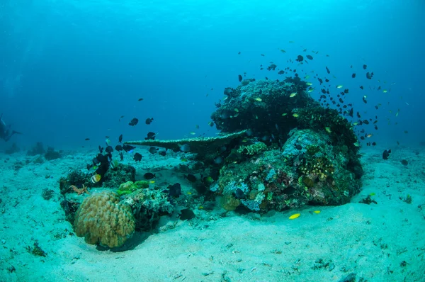 様々 なサンゴ魚とサンゴ礁のギリ、ロンボク島、ヌサ ・ トゥンガラ州バラット、インドネシアの水中写真 — ストック写真