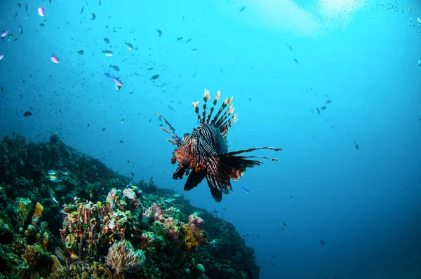 ギリ、ロンボク島、ヌサ ・ トゥンガラ州バラット、インドネシア水中写真のサンゴ礁の上の共通のミノカサゴ スイミング — ストック写真