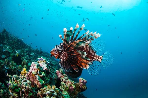 Pez león nadando por encima de los arrecifes de coral en Gili, Lombok, Nusa Tenggara Barat, Indonesia foto submarina — Foto de Stock