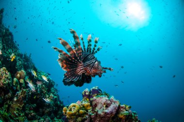 Mercan resifleri Gili, Lombok, Nusa Tenggara Barat, Endonezya sualtı fotoğraf yukarıda ortak Lionfish Yüzme