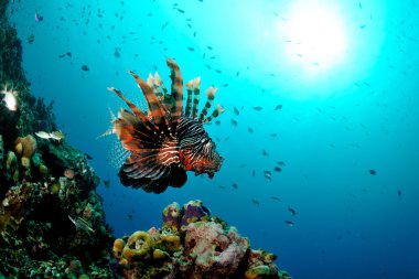 Mercan resifleri Gili, Lombok, Nusa Tenggara Barat, Endonezya sualtı fotoğraf yukarıda ortak Lionfish Yüzme