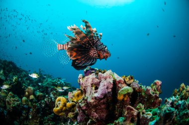Mercan resifleri Gili, Lombok, Nusa Tenggara Barat, Endonezya sualtı fotoğraf yukarıda ortak Lionfish Yüzme