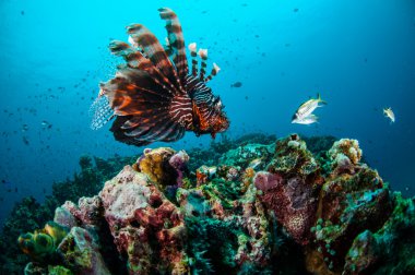 Mercan resifleri Gili, Lombok, Nusa Tenggara Barat, Endonezya sualtı fotoğraf yukarıda ortak Lionfish Yüzme