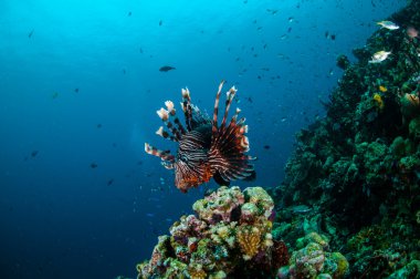 Mercan resifleri Gili, Lombok, Nusa Tenggara Barat, Endonezya sualtı fotoğraf yukarıda ortak Lionfish Yüzme