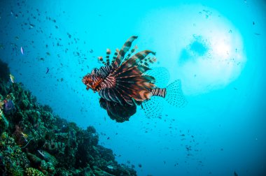 Mercan resifleri Gili, Lombok, Nusa Tenggara Barat, Endonezya sualtı fotoğraf yukarıda ortak Lionfish Yüzme