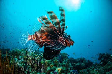 Mercan resifleri Gili, Lombok, Nusa Tenggara Barat, Endonezya sualtı fotoğraf yukarıda ortak Lionfish Yüzme