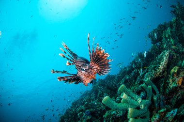 Mercan resifleri Gili, Lombok, Nusa Tenggara Barat, Endonezya sualtı fotoğraf yukarıda ortak Lionfish Yüzme