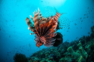 Mercan resifleri Gili, Lombok, Nusa Tenggara Barat, Endonezya sualtı fotoğraf yukarıda ortak Lionfish Yüzme