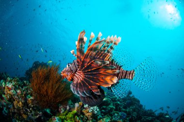 Mercan resifleri Gili, Lombok, Nusa Tenggara Barat, Endonezya sualtı fotoğraf yukarıda ortak Lionfish Yüzme