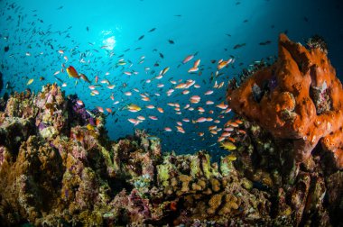 Çeşitli resif mercan resifleri Gili, Lombok, Nusa Tenggara Barat, Endonezya sualtı fotoğraf içinde yukarıda Yüzme balıklar