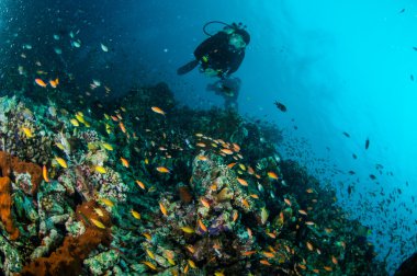 Mercan resifleri Gili Lombok Nusa Tenggara Barat Endonezya sualtı fotoğraf yukarıda balıklar yüzmek dalgıç ve çeşitli resif