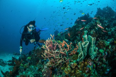 Dalgıç ve çeşitli mercan resifleri Gili, Lombok, Nusa Tenggara Barat, Endonezya sualtı fotoğraf