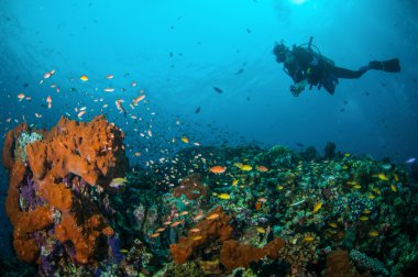 Dalgıç ve çeşitli resif mercan resifleri Gili, Lombok, Nusa Tenggara Barat, Endonezya sualtı fotoğraf içinde yukarıda Yüzme balıklar
