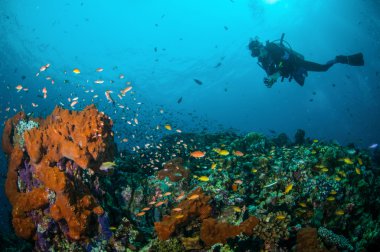Dalgıç ve çeşitli resif mercan resifleri Gili, Lombok, Nusa Tenggara Barat, Endonezya sualtı fotoğraf içinde yukarıda Yüzme balıklar