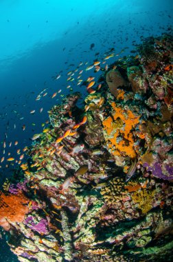 Various reef fishes swim above coral reefs in Gili, Lombok, Nusa Tenggara Barat, Indonesia underwater photo clipart