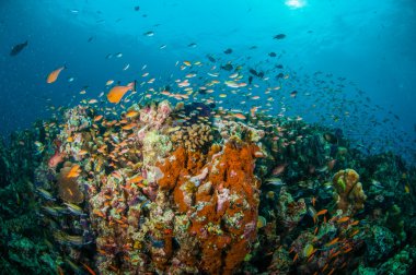 Çeşitli balıklar yüzmek Gili, Lombok, Nusa Tenggara Barat, Endonezya sualtı fotoğraf mercan kayalıkları üzerinde resif