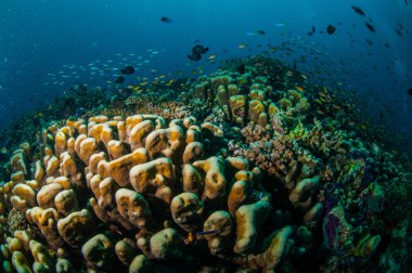 Gili, Lombok, Nusa Tenggara Barat, Endonezya sualtı fotoğraf içinde çeşitli mercan resifleri