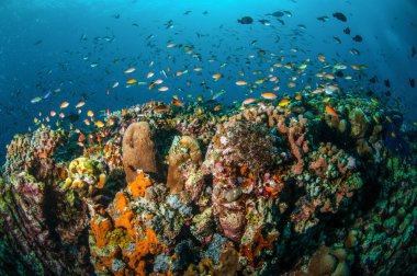 Çeşitli balıklar yüzmek Gili, Lombok, Nusa Tenggara Barat, Endonezya sualtı fotoğraf mercan kayalıkları üzerinde resif