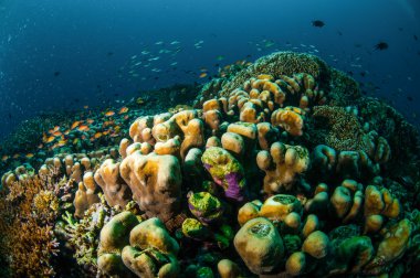Gili, Lombok, Nusa Tenggara Barat, Endonezya sualtı fotoğraf içinde çeşitli mercan resifleri