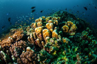 Gili, Lombok, Nusa Tenggara Barat, Endonezya sualtı fotoğraf içinde çeşitli mercan resifleri