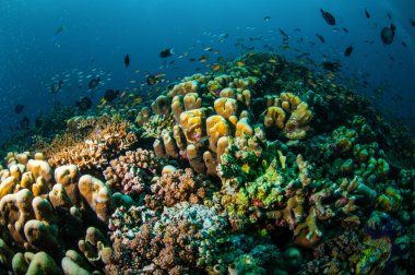 Various coral reefs in Gili, Lombok, Nusa Tenggara Barat, Indonesia underwater photo clipart