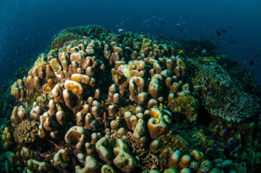 Gili, Lombok, Nusa Tenggara Barat, Endonezya sualtı fotoğraf içinde çeşitli mercan resifleri