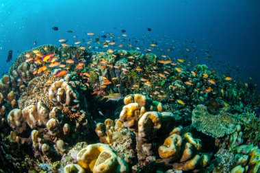 Çeşitli mercan resifleri ve balıkların Gili, Lombok, Nusa Tenggara Barat, Endonezya sualtı fotoğraf