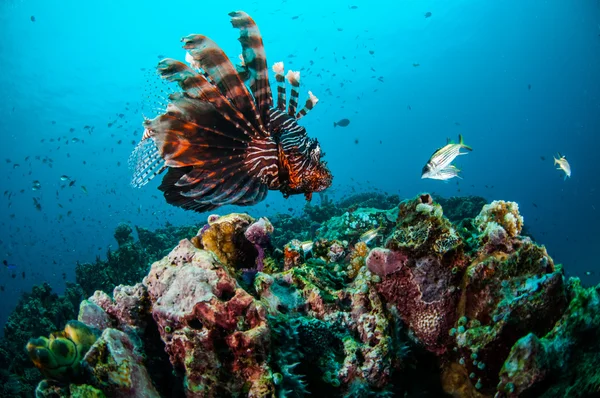 Pez león nadando por encima de los arrecifes de coral en Gili, Lombok, Nusa Tenggara Barat, Indonesia foto submarina — Foto de Stock