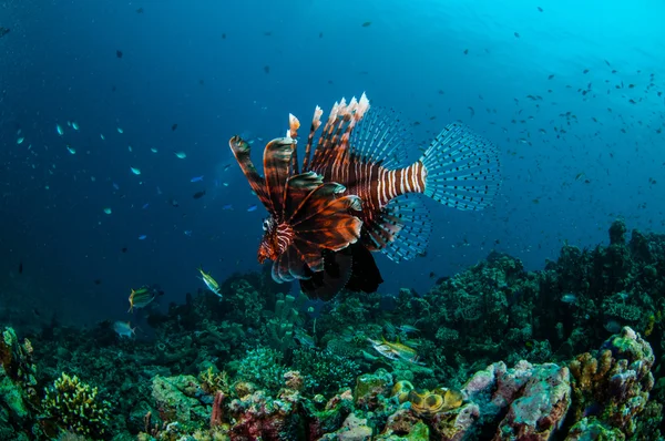 Pez león nadando por encima de los arrecifes de coral en Gili, Lombok, Nusa Tenggara Barat, Indonesia foto submarina — Foto de Stock