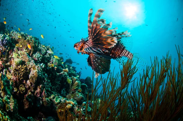 Lionfish comum nadando acima dos recifes de coral em Gili, Lombok, Nusa Tenggara Barat, Indonésia foto subaquática — Fotografia de Stock