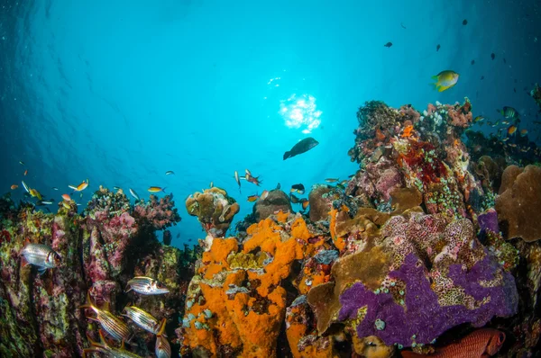 Vários peixes de coral, esquilos nadando acima dos recifes de coral em Gili, Lombok, Nusa Tenggara Barat, Indonésia foto subaquática — Fotografia de Stock