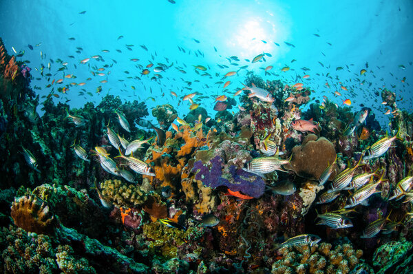 Various coral fishes, squirrelfish swim above coral reefs in Gili Lombok Nusa Tenggara Barat Indonesia underwater photo
