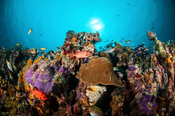Vários peixes de coral, esquilos nadam acima dos recifes de coral em Gili Lombok Nusa Tenggara Barat Indonésia foto subaquática — Fotografia de Stock