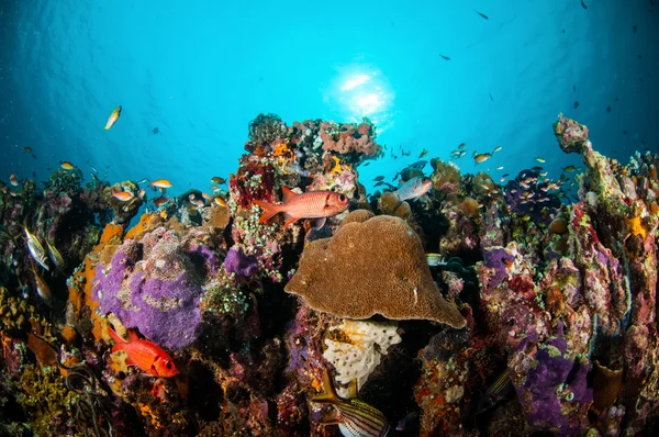 Varios peces de coral, peces ardilla nadan por encima de los arrecifes de coral en Gili Lombok Nusa Tenggara Barat Indonesia foto submarina —  Fotos de Stock