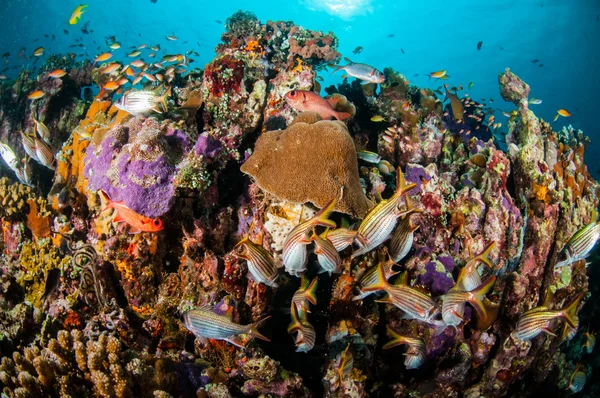 Varios peces de coral, peces ardilla nadan por encima de los arrecifes de coral en Gili Lombok Nusa Tenggara Barat Indonesia foto submarina —  Fotos de Stock