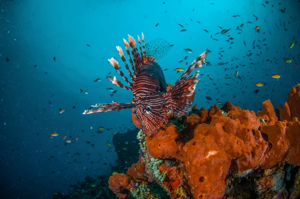 Wspólny basen Lionfish powyżej gąbki w Gili, Lombok, Nusa Tenggara Barat, podwodne zdjęcia Indonezja — Zdjęcie stockowe