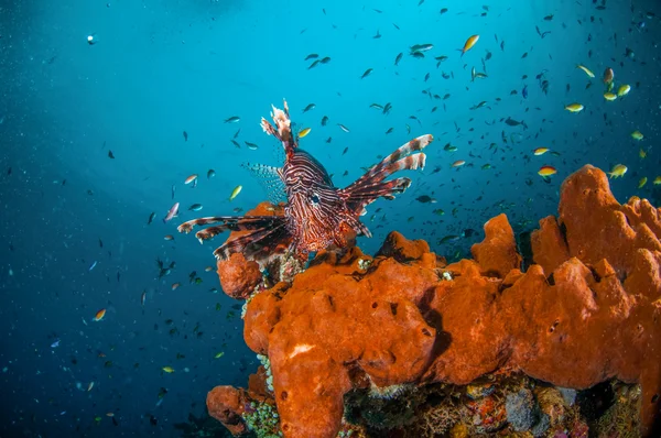 Pez león común nadando sobre esponjas en Gili, Lombok, Nusa Tenggara Barat, Indonesia foto submarina — Foto de Stock