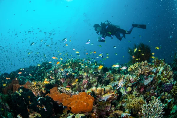 Potápěč a různé útesové ryby plavat nad korálové útesy v Indonésii Gili Lombok Nusa Tenggara Barat podvodní fotografie — Stock fotografie