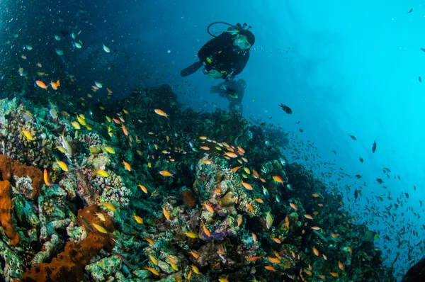 Taucher und verschiedene Rifffische schwimmen über Korallenriffen in gili lombok nusa tenggara barat indonesien unter Wasser Foto — Stockfoto